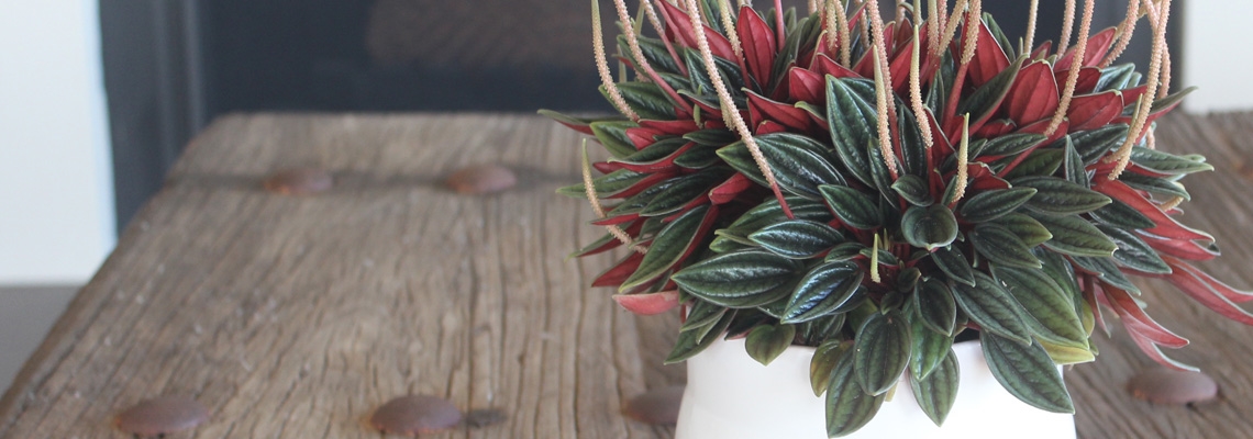 Peperomia Rosso Banner Image.jpg